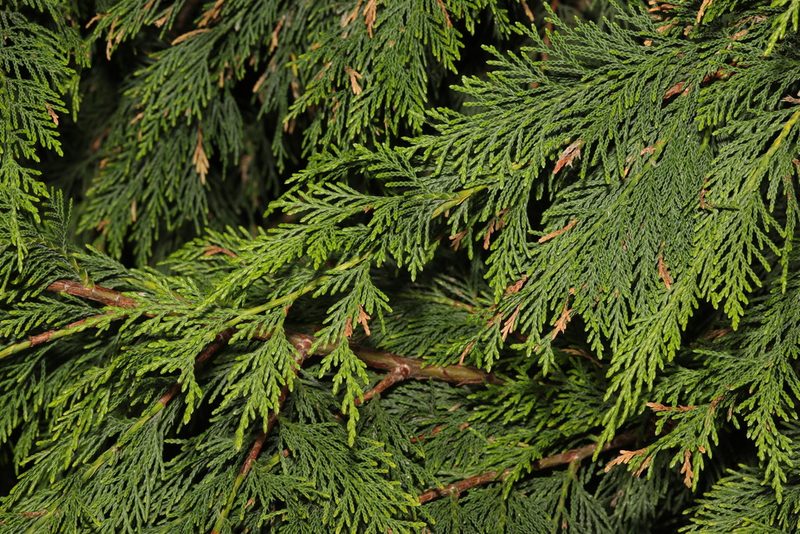 Chamaecyparis lawsoniana, photographed by Stephen James McWilliam