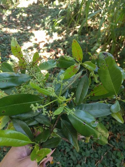 Pimenta dioica, photographed by Kevin Faccenda