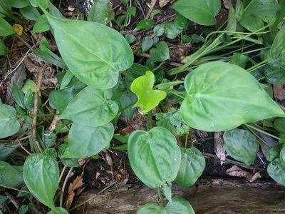 Alocasia cucullata, photographed by Kevin Faccenda