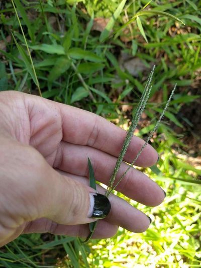 Digitaria violascens, photographed by Kevin Faccenda
