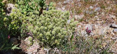 Thymus mastichina, photographed by Christoph Moning