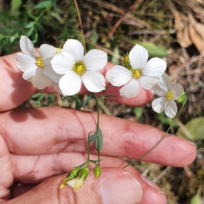 Linum corymbiferum, photographed by Mehdi Chetibi
