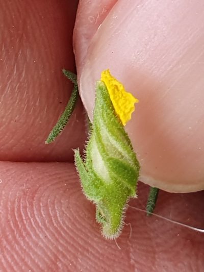 Fumana scoparia, photographed by Mehdi Chetibi
