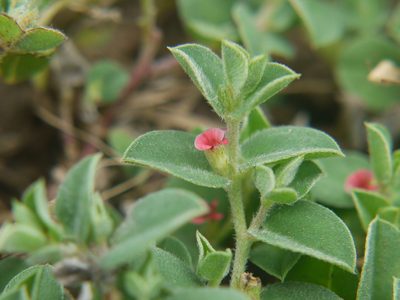 Indigofera cordifolia, photographed by Dinesh Valke