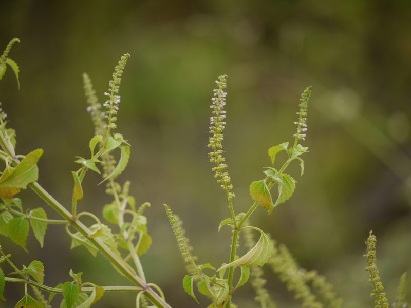 Basilicum polystachyon, photographed by Dinesh Valke