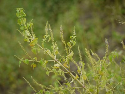 Basilicum polystachyon, photographed by Dinesh Valke