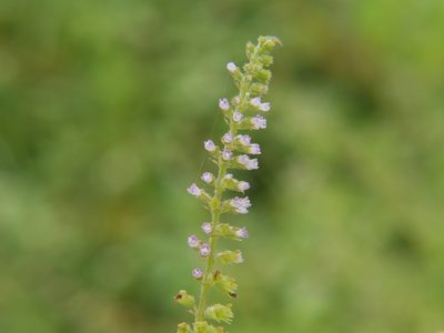 Basilicum polystachyon, photographed by Dinesh Valke