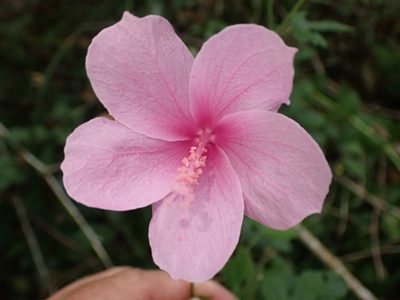 Hibiscus pedunculatus, photographed by Di Turner