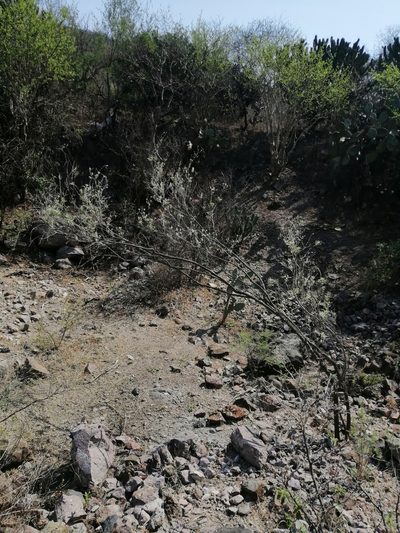 Condea albida, photographed by Erick Vélez Sánchez