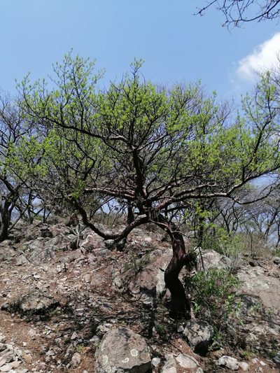 Bursera galeottiana, photographed by Erick Vélez Sánchez