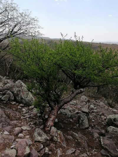 Bursera galeottiana, photographed by Erick Vélez Sánchez