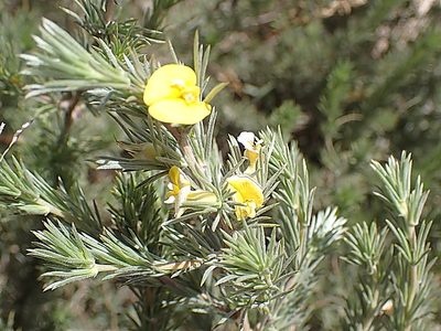 Aspalathus glabrescens, photographed by Di Turner