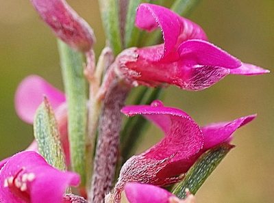 Indigofera pappei, photographed by Di Turner