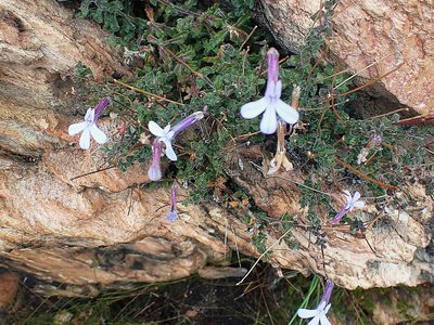 Lobelia dichroma, photographed by Di Turner