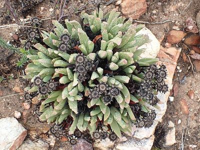 Machairophyllum albidum, photographed by Di Turner