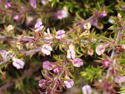 Muraltia squarrosa, photographed by Di Turner