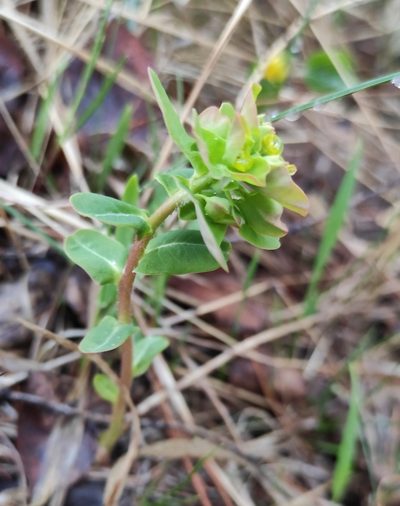 Euphorbia jenisseiensis, photographed by Юлия