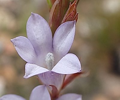Prismatocarpus candolleanus, photographed by Di Turner