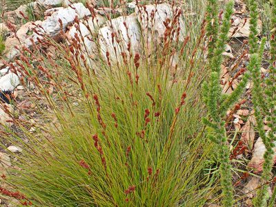 Tetraria fourcadei, photographed by Di Turner