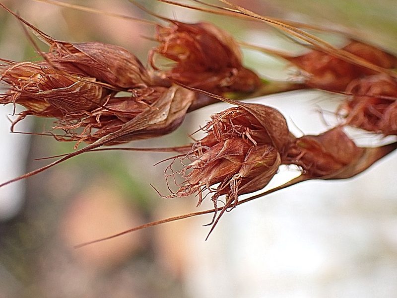 Tetraria fourcadei, photographed by Di Turner