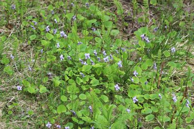 Viola epipsila, photographed by Tatiana Strus