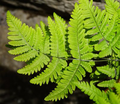 Gymnocarpium robertianum, photographed by Patrick Hacker