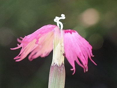 Dianthus bolusii, photographed by Di Turner