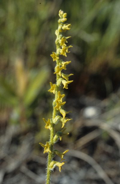 Holothrix brevipetala, photographed by Tom Lloyd Evans