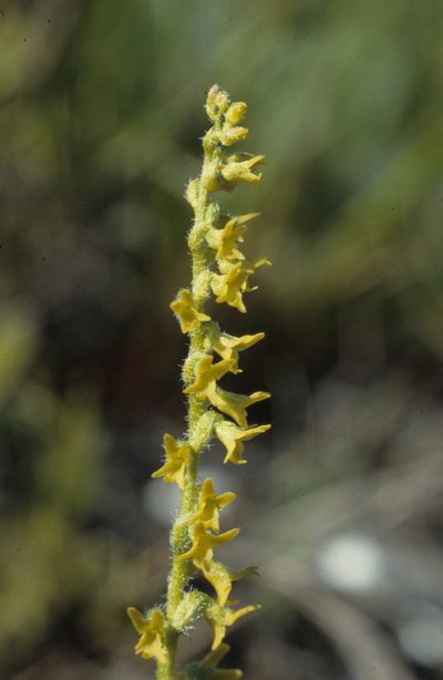 Holothrix brevipetala, photographed by Tom Lloyd Evans