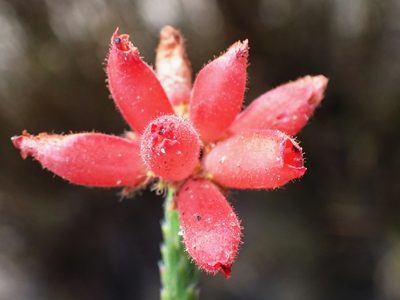 Erica cerinthoides, photographed by Di Turner