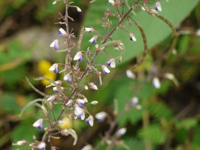 Sohmaea laxiflora, photographed by Dinesh Valke
