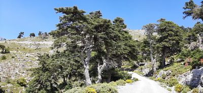Abies pinsapo, photographed by Christoph Moning