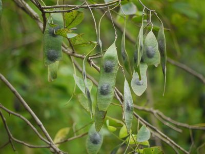 Dalbergia lanceolaria, photographed by Dinesh Valke