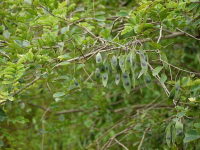 Dalbergia lanceolaria, photographed by Dinesh Valke