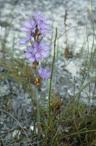 Aristea racemosa, photographed by Tom Lloyd Evans