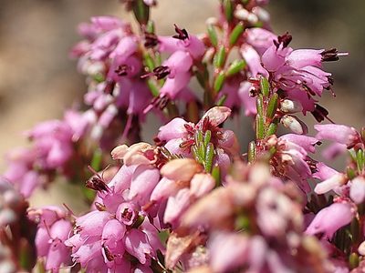Erica uberiflora, photographed by Di Turner
