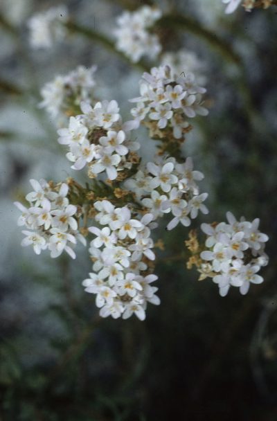Selago scabrida, photographed by Tom Lloyd Evans