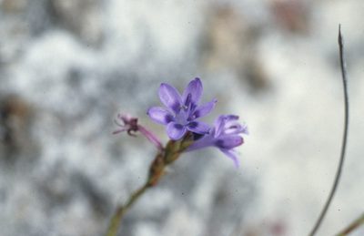 Micranthus filifolius, photographed by Tom Lloyd Evans