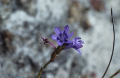 Micranthus filifolius, photographed by Tom Lloyd Evans