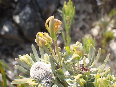 Leucadendron album, photographed by Di Turner