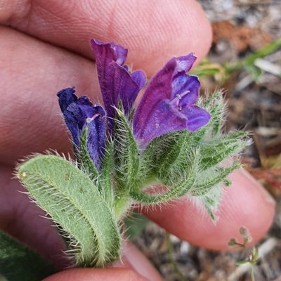 Echium sabulicola, photographed by Mehdi Chetibi