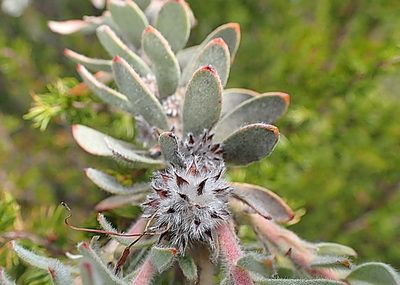 Leucospermum wittebergense, photographed by Di Turner