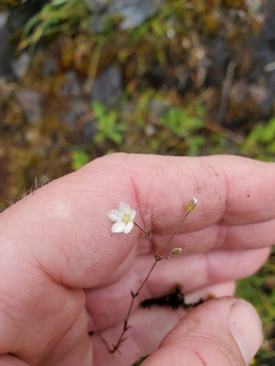 Sabulina macra, photographed by Shane Johnson