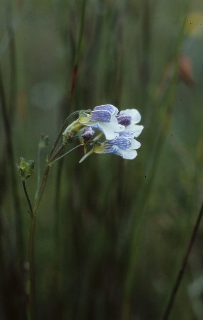 Nemesia lucida, photographed by Tom Lloyd Evans