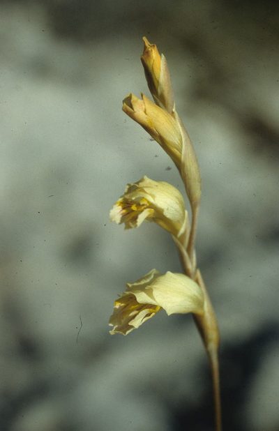 Gladiolus jonquilodorus, photographed by Tom Lloyd Evans
