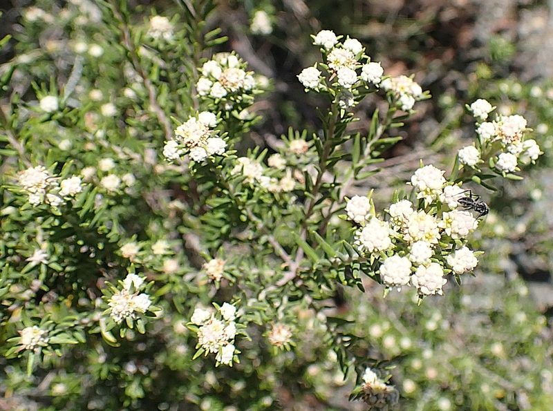 Phylica wittebergensis, photographed by Di Turner