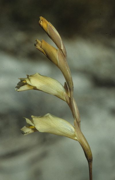 Gladiolus jonquilodorus, photographed by Tom Lloyd Evans