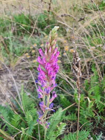 Oxytropis knjazevii, photographed by Анна Митрошенкова