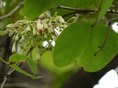 Piliostigma malabaricum, photographed by Dinesh Valke