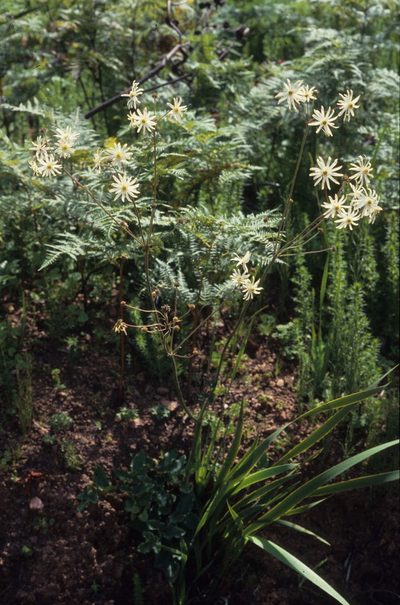 Knowltonia anemonoides, photographed by Tom Lloyd Evans